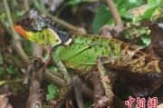 仁寿云南南滚河保护区首次发现红唇棘蜥