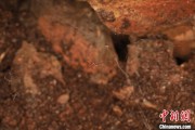 仁寿江西发现蜘蛛新物种 为研究呵叻蛛属适应区域提供依据
