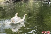 仁寿吉林：罕见白鸬鹚连续两年“故地重游”